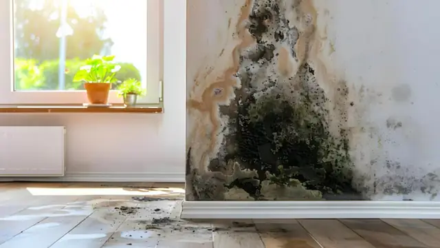 Mold staining climbing a wall beside a window above a wood floor