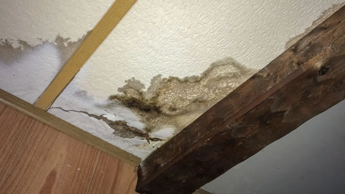 Ceiling stain with mold growth along a wooden beam after a leak